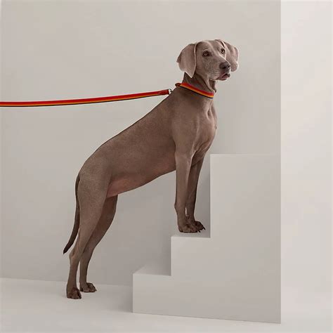 hermes dog leash.